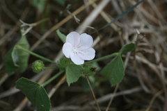 Pavonia odorata